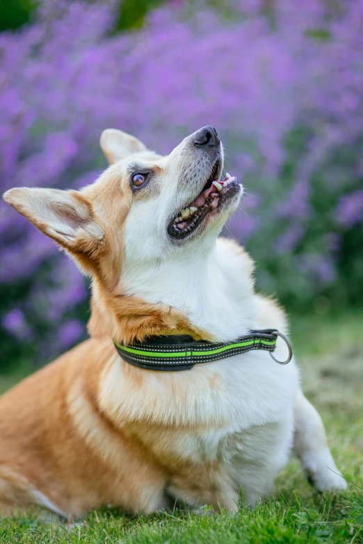 a dog that is laying down in the grass, lime and violet, wearing detailed leather collar, explorer, 35 mm product photo”