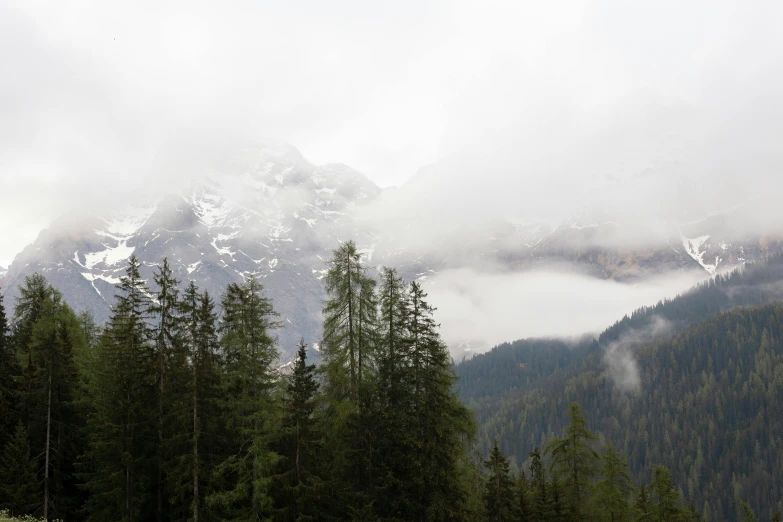 a herd of cattle grazing on top of a lush green field, inspired by Anna Füssli, pexels contest winner, romanticism, pine trees, low clouds after rain, chamonix, seen from a distance