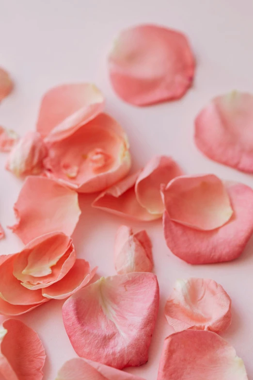 pink rose petals scattered on a white surface, by Kim Du-ryang, trending on unsplash, coral, ((pink)), soft details, may)