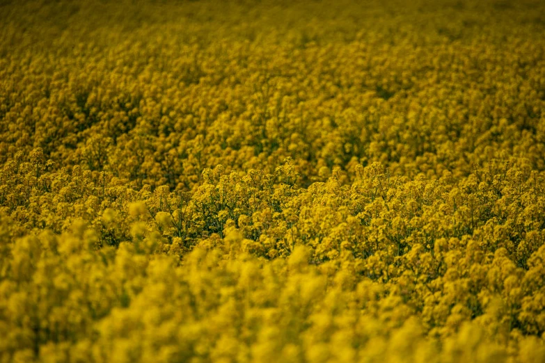 a field filled with lots of yellow flowers, a picture, by Yasushi Sugiyama, grain”, ochre, alessio albi, shot on sony alpha dslr-a300
