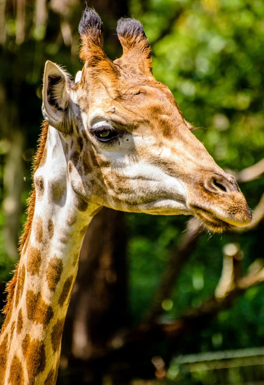 a close up of a giraffe with trees in the background, today\'s featured photograph 4k, looking smug, regal pose, long chin