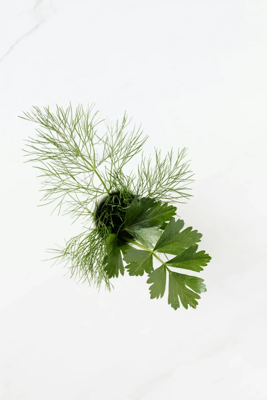 a bunch of green leaves sitting on top of a white counter, herbs, detailed product image, high-resolution photo, garnish