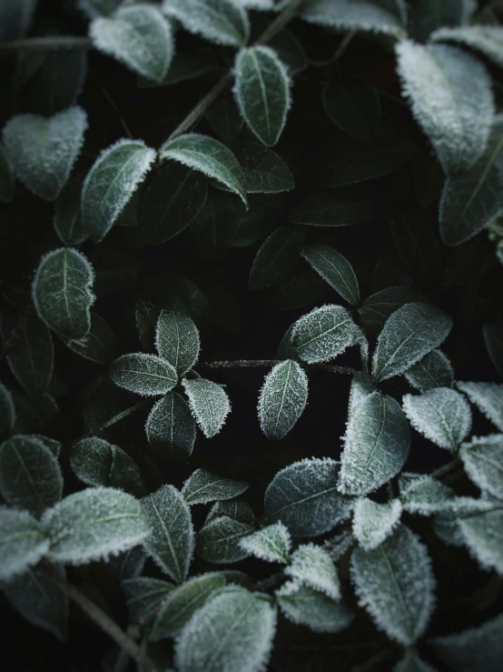 a close up of a plant with frost on it, inspired by Elsa Bleda, trending on pexels, dark green leaves, grey, made of leaves, (mist)