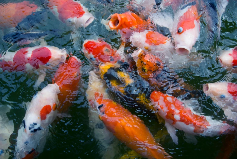 a group of koi fish swimming in a pond, by Matt Stewart, trending on unsplash, fan favorite, full frame image, alessio albi, eating