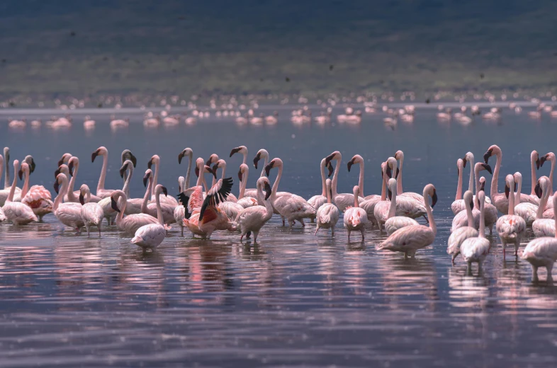 a large group of flamingos are standing in the water, a photo, by Matija Jama, hurufiyya, slide show, museum quality photo, very kenyan, conde nast traveler photo