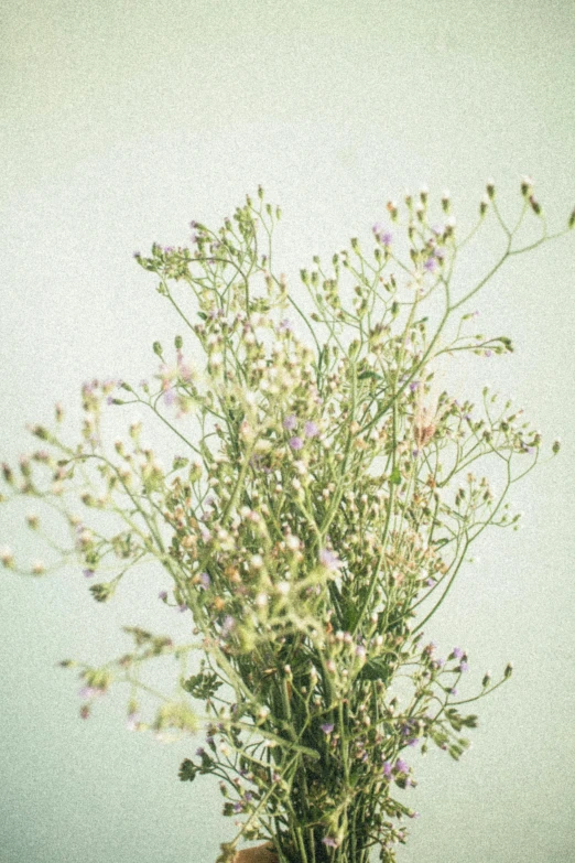 a person holding a vase with flowers in it, an album cover, inspired by Elsa Bleda, unsplash, visual art, gypsophila, pastel faded effect, dried herbs, loosely cropped