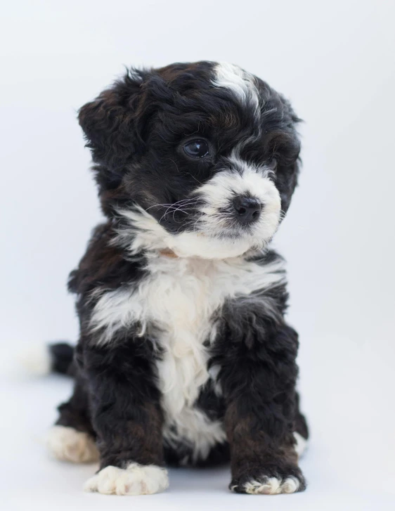 a black and white puppy sitting on a white background, trending on unsplash, super fluffy, lgbtq, multiple stories, curly