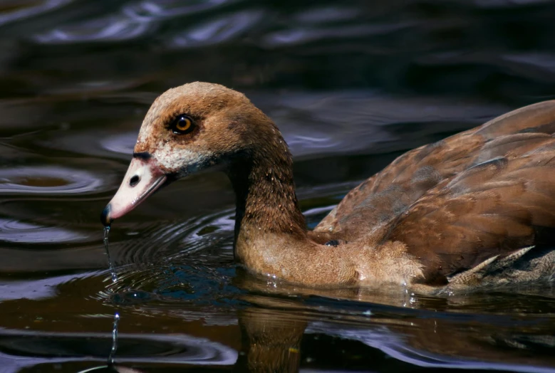 a close up of a duck in a body of water, by Jacob Duck, pexels contest winner, hurufiyya, a bald, manuka, aged 2 5, rescalated 4 k