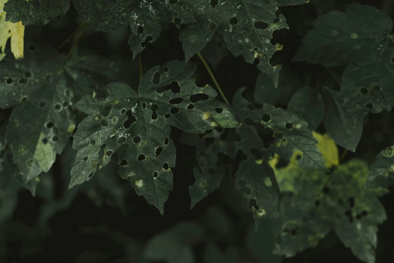 a close up of a leaf with holes in it, an album cover, inspired by Elsa Bleda, gloomy forest, high quality photo, multiple small black eyes, poison ivy