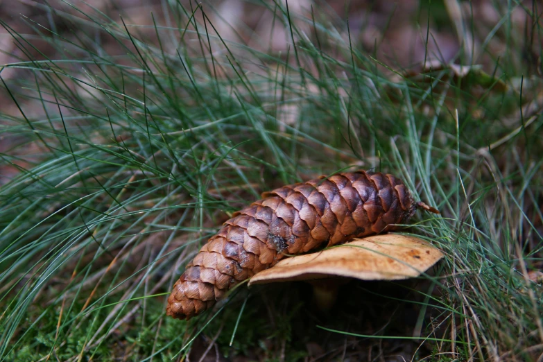 a pine cone sitting on top of a mushroom, inspired by Andy Goldsworthy, unsplash, hurufiyya, snake tongue, ignant, forest picnic, caledonian forest