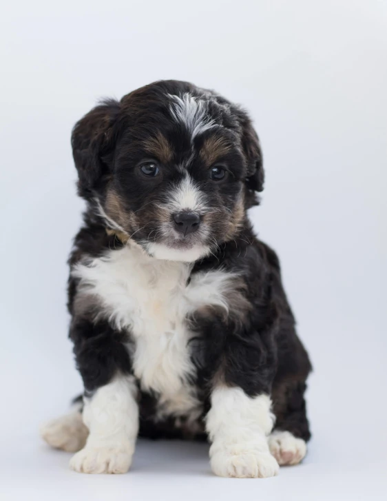 a black and white puppy sitting on a white background, trending on reddit, lgbtq, multiple stories, curly, color photo