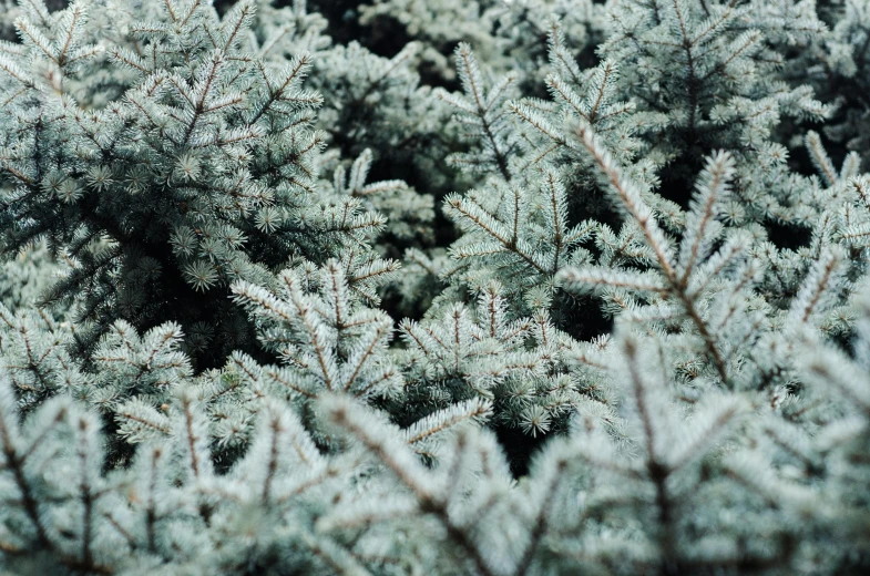 a close up of a bunch of pine trees, an album cover, inspired by Elsa Bleda, trending on unsplash, silver，ivory, lichens, cold as ice! 🧊, frosty breath