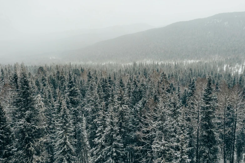 a group of people riding skis down a snow covered slope, a photo, inspired by Elsa Bleda, pexels contest winner, hurufiyya, view of forest, lush evergreen forest, view from high, jovana rikalo