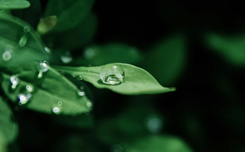 a close up of a leaf with water droplets on it, trending on pexels, on a planet of lush foliage, paul barson, high-quality render, lofi