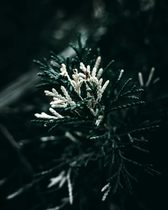 a close up of a plant with snow on it, inspired by Elsa Bleda, unsplash, black fir, low quality photo, dark background ”