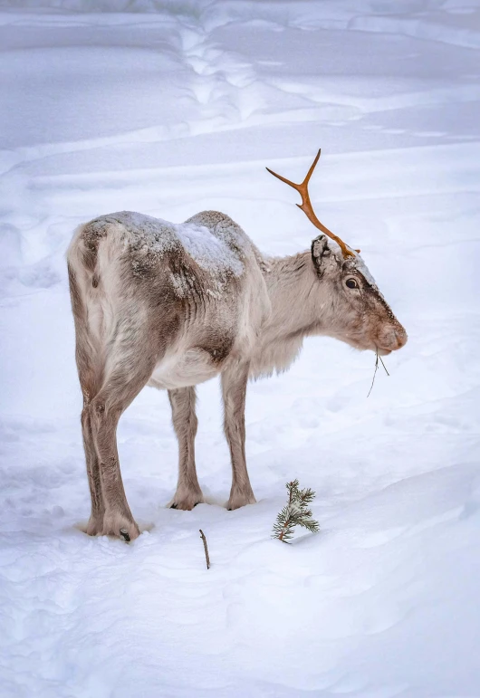 a reindeer that is standing in the snow, by Jesper Knudsen, pexels contest winner, fullbody view, inuit, ready to eat, museum quality photo