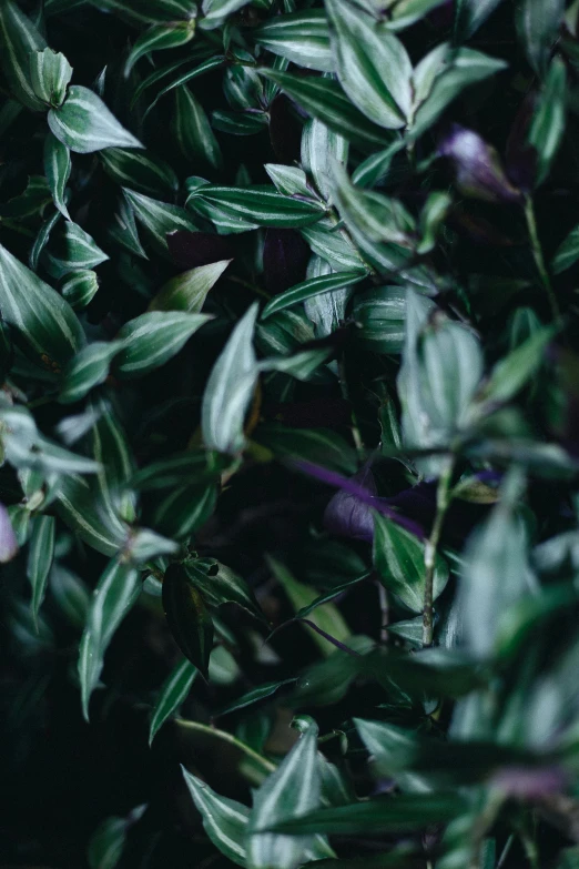 a close up of a plant with green leaves, trending on pexels, dark purple tones, olive trees, full frame image, made of leaves