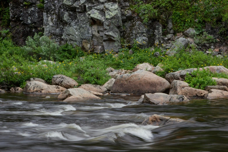 a brown bear standing on top of a rock next to a river, by Arnie Swekel, unsplash, process art, river running past the cottage, colorado, panoramic, flowers around