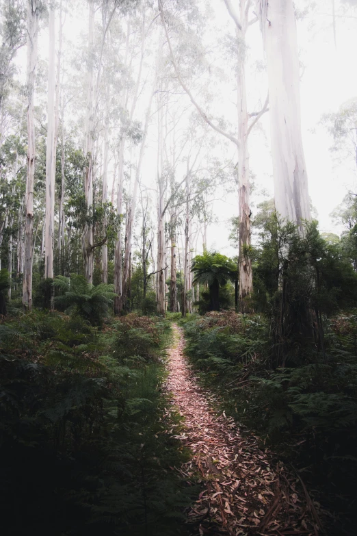 a dirt path in the middle of a forest, an album cover, by Jessie Algie, unsplash contest winner, australian tonalism, eucalyptus, panoramic shot, in pink forest, melbourne