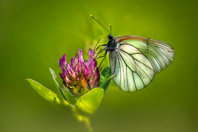 a close up of a butterfly on a flower, a macro photograph, by Adam Marczyński, art nouveau, green and purple, clover, large white wings, paul barson