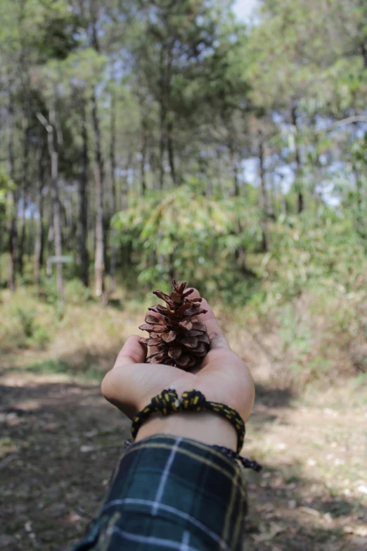 a person holding a pine cone in their hand, an album cover, land art, ((forest)), explore, trecking, street photo