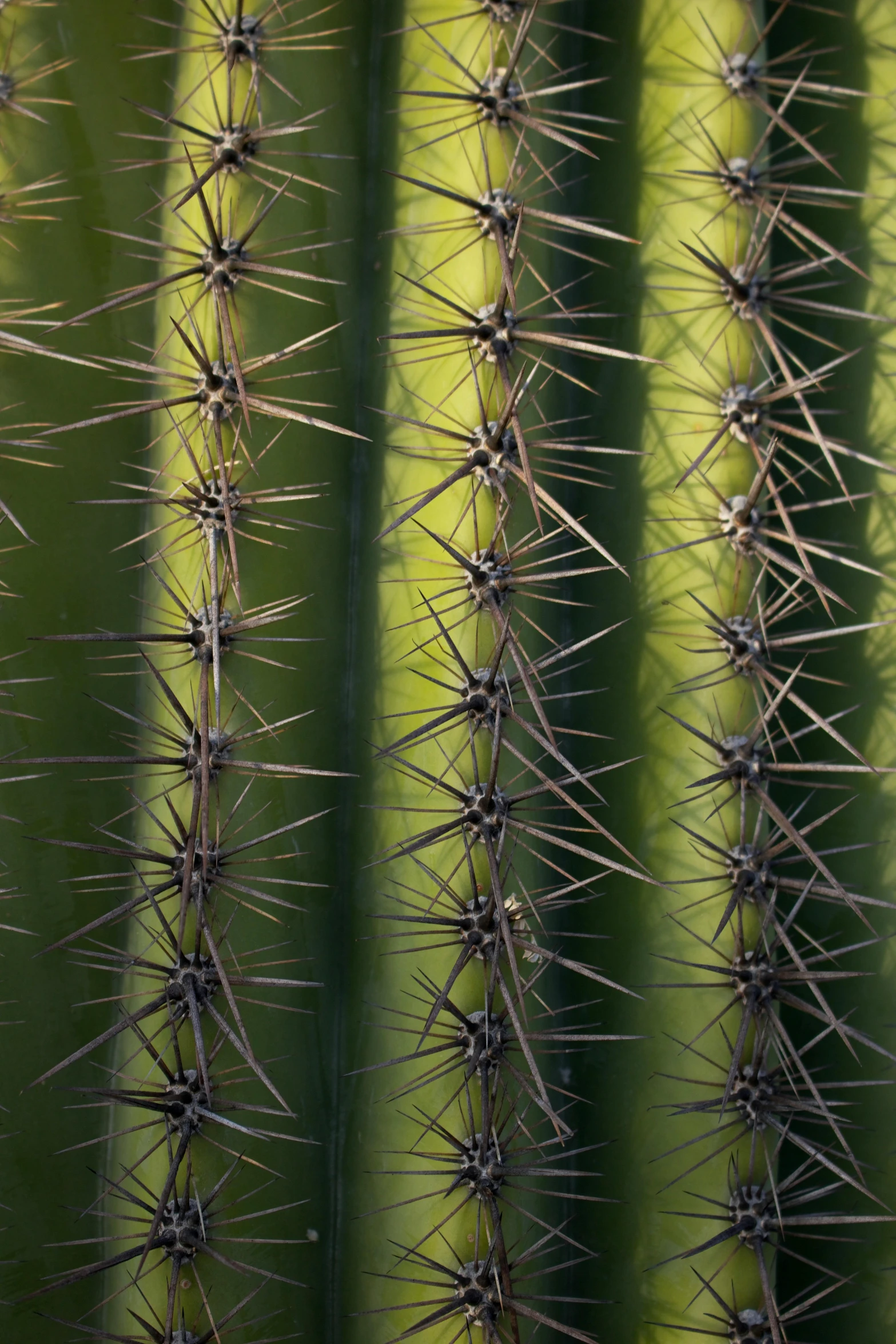 a close up of the spines of a cactus, renaissance, vines and thorns, tall thin, mexican standoff, ultrafine detail ”