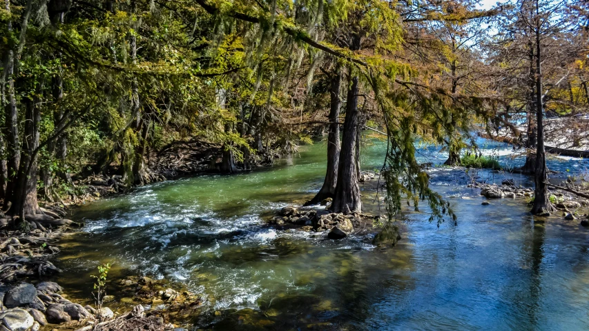 a river running through a forest filled with trees, by Meredith Dillman, pexels contest winner, tx, cypress trees, blue and green water, fishing