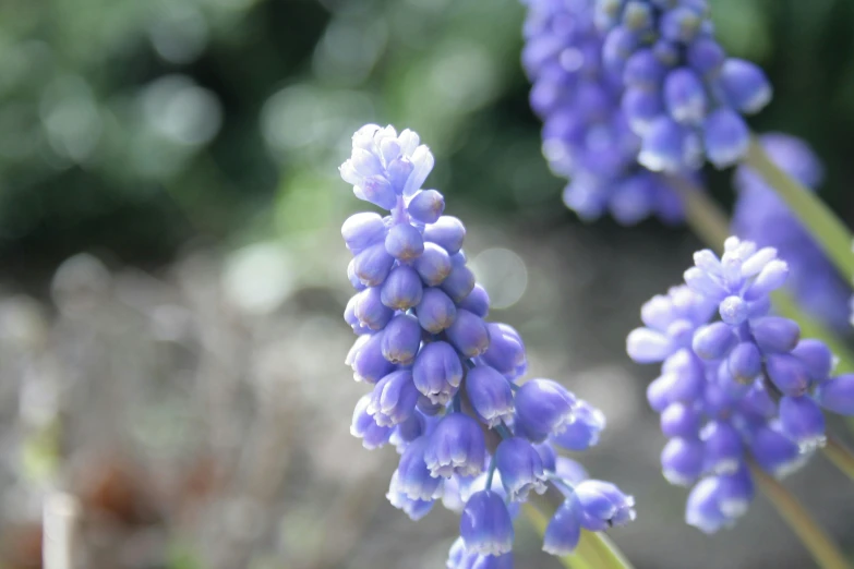 a close up of a bunch of purple flowers, grape hyacinth, 'groovy', in a medium full shot, purple flower trees