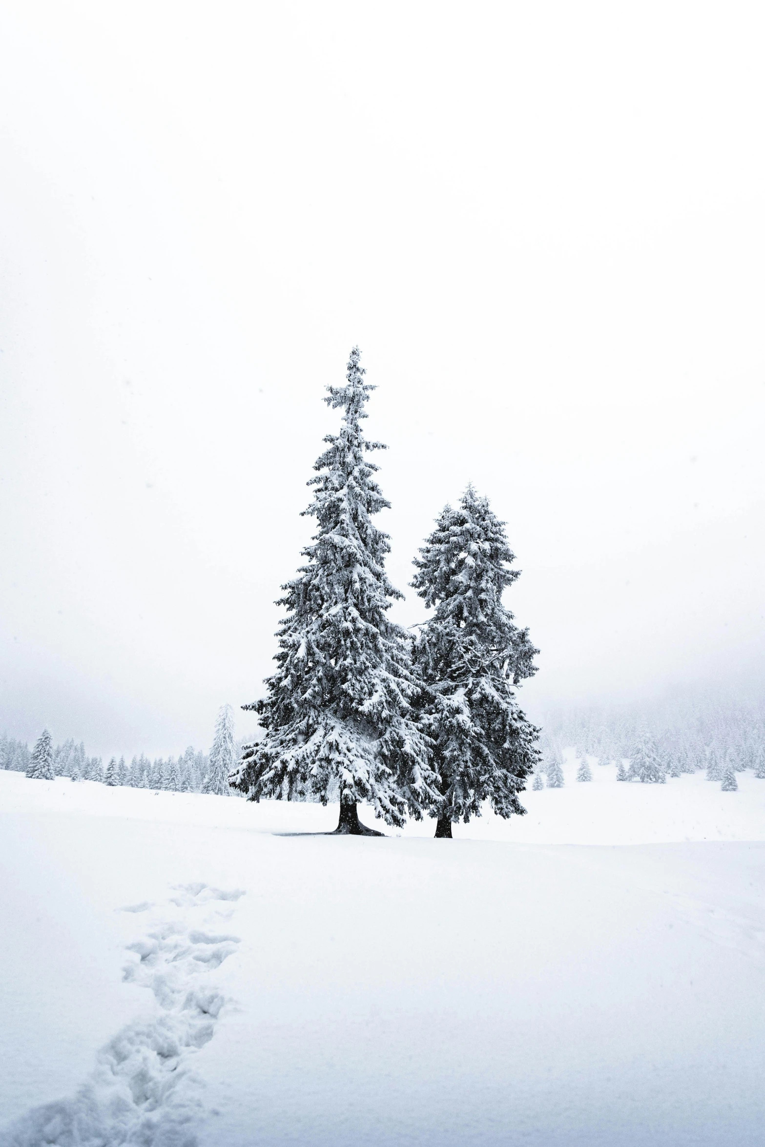 a couple of trees that are in the snow, a photo, pexels contest winner, swiss alps, ((trees)), black fir, a cozy