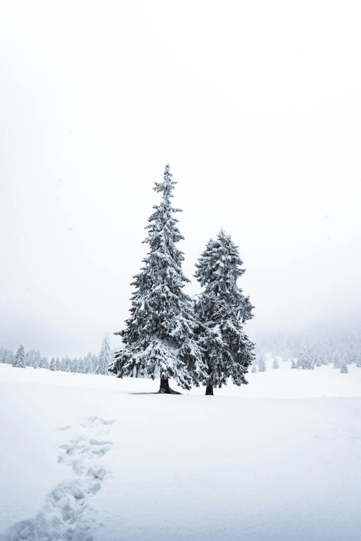 a couple of trees that are in the snow, a photo, pexels contest winner, swiss alps, ((trees)), black fir, a cozy