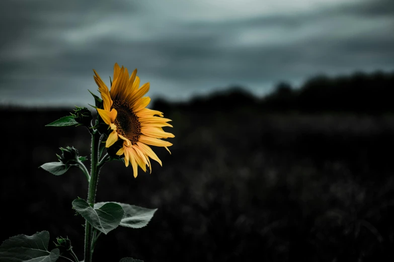 a single sunflower in the middle of a field, inspired by Elsa Bleda, unsplash, art photography, dark overcast weather, lit from the side, slide show, low - angle shot