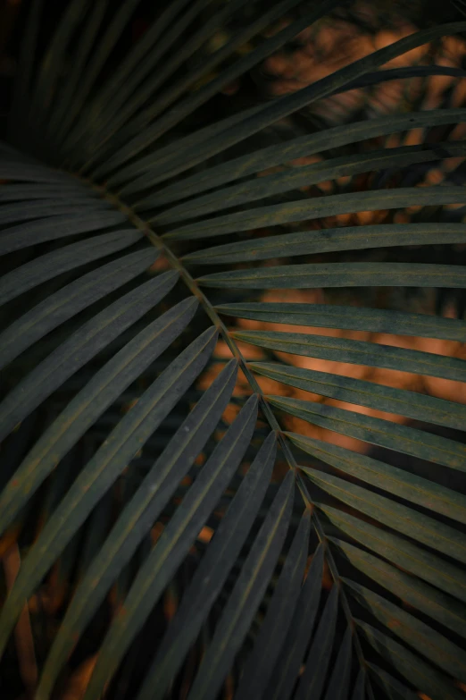 a close up of the leaves of a palm tree, inspired by Elsa Bleda, unsplash, dark grey and orange colours, low quality photo, alessio albi, multiple stories