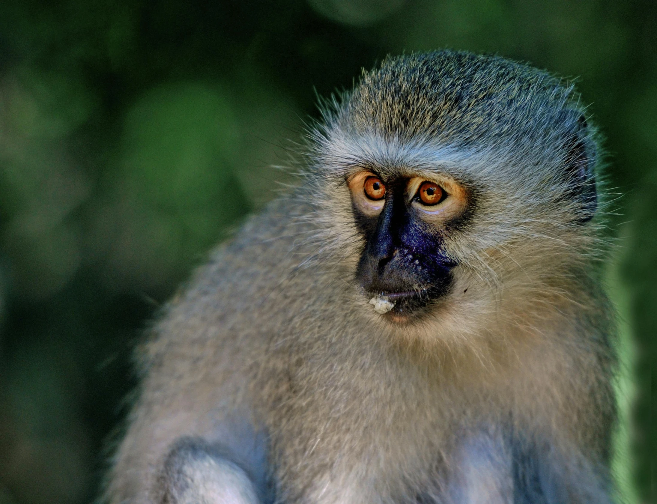 a close up of a monkey with a blurry background, a stipple, pexels contest winner, african sybil, colorised, 4k photo”, portrait”