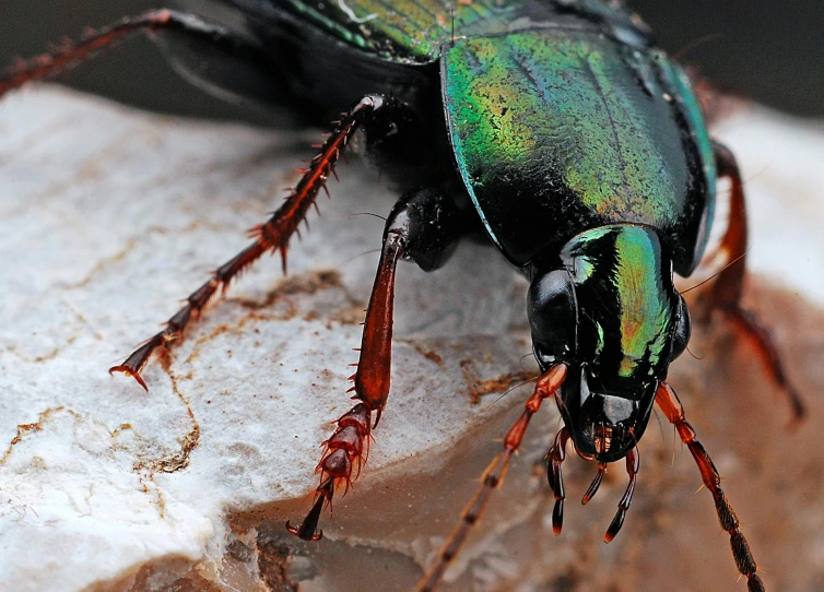 a close up of a beetle on a rock, pexels contest winner, glossy flecks of iridescence, on a pedestal, black and green, 🦩🪐🐞👩🏻🦳