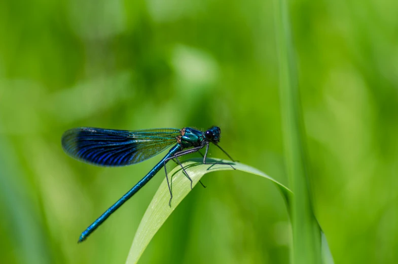 a blue dragonfly perched on a blade of grass, by Adam Marczyński, pexels contest winner, hurufiyya, avatar image, green, wings of fire, high resolution photo