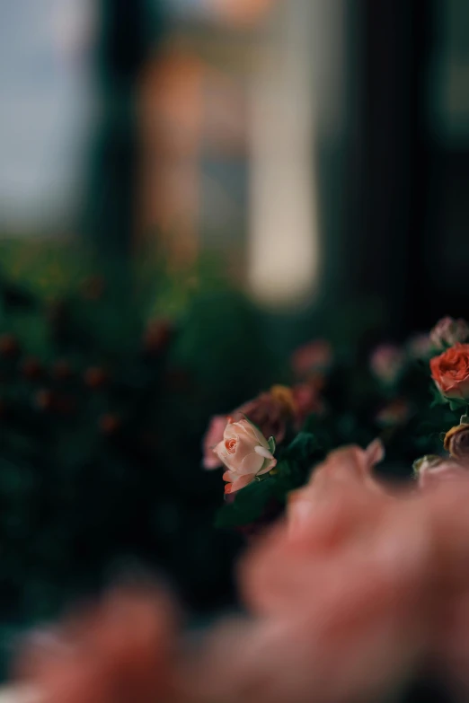 a bunch of flowers sitting on top of a table, unsplash, romanticism, sitting in the rose garden, slightly pixelated, late evening, low quality photo