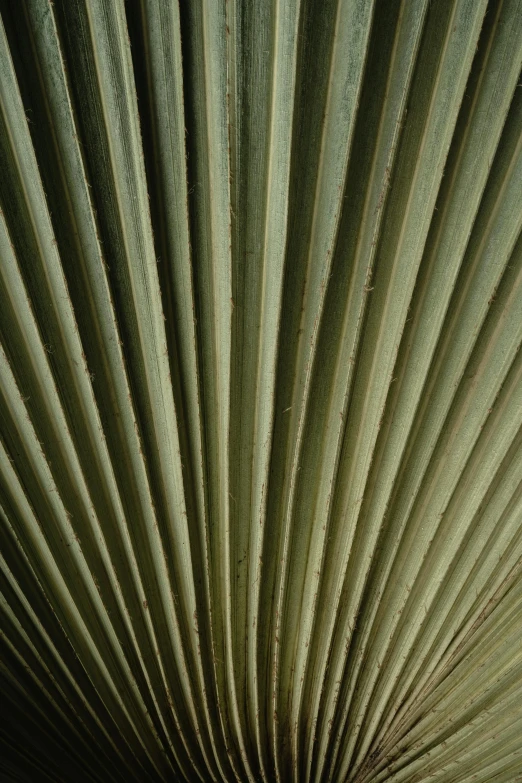 a close up view of a palm leaf, by David Simpson, hurufiyya, convoluted, coated pleats, fans, average