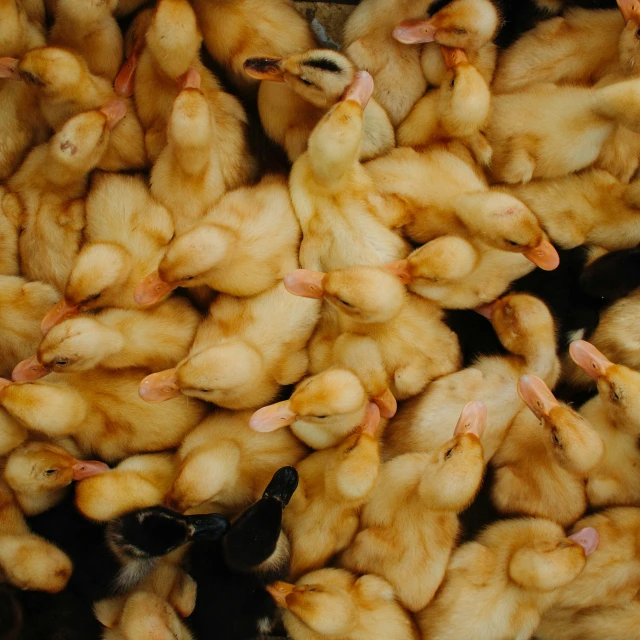 a bunch of chicken laying on top of each other, trending on unsplash, hurufiyya, subject= duck, liquid gold, crowd, brazil