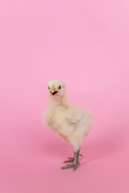 a small white chicken standing on a pink surface, an album cover, shutterstock contest winner, ryan mcginley, 15081959 21121991 01012000 4k, gif, 9 0 mm studio photograph tiny
