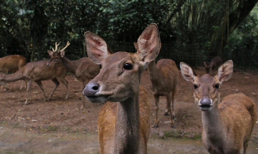 a herd of deer standing on top of a dirt field, facing the camera, zoo, high-quality photo, shot on sony a 7