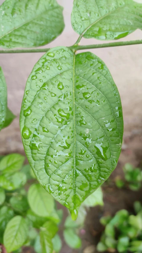 a close up of a leaf with water droplets on it, hurufiyya, next to a plant, potato, exterior shot, grey