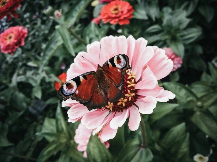 a butterfly sitting on top of a pink flower