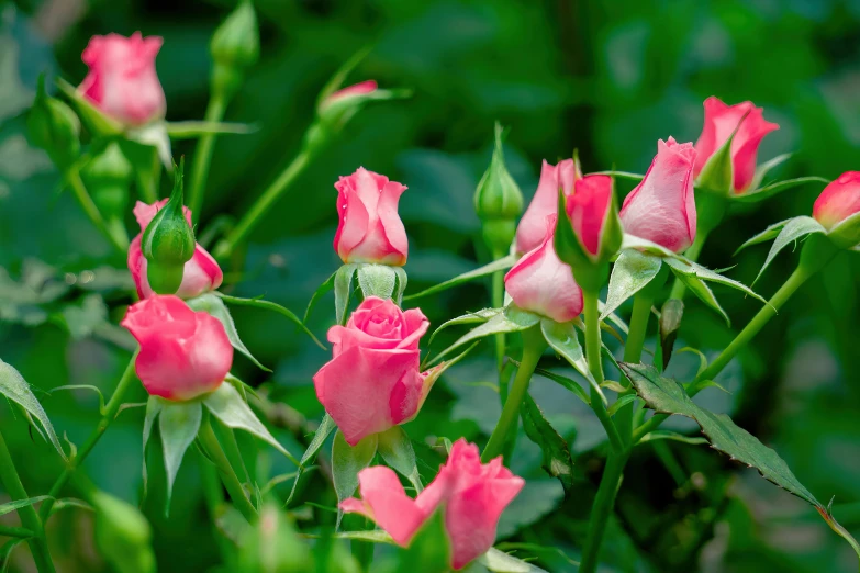 a close up of a bunch of pink roses, by Julian Allen, slide show, in a cottagecore flower garden, multicoloured, grey