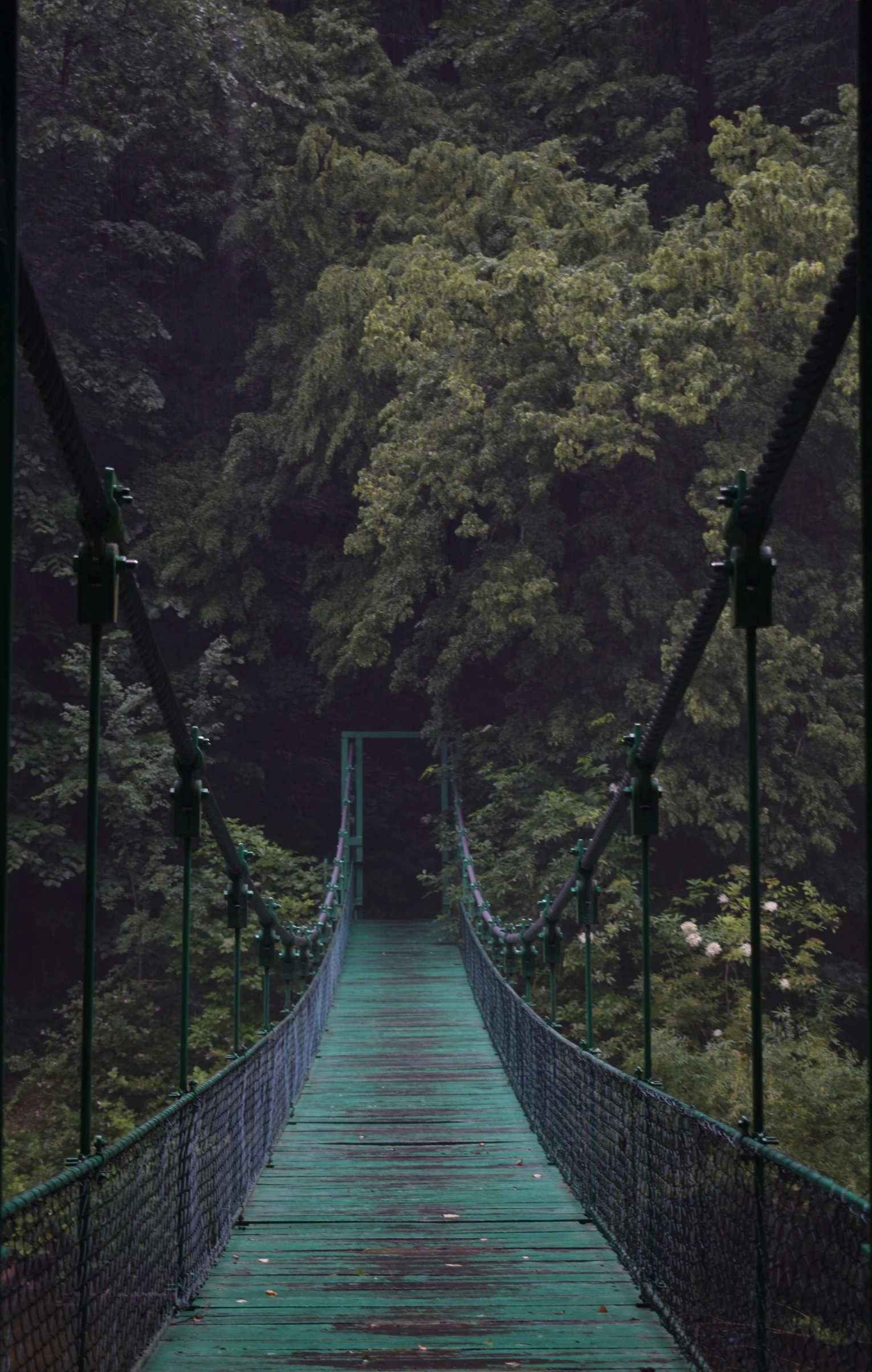 a suspension bridge in the middle of a forest, an album cover, inspired by Elsa Bleda, renaissance, ((greenish blue tones)), catwalk, wales, cloud forest