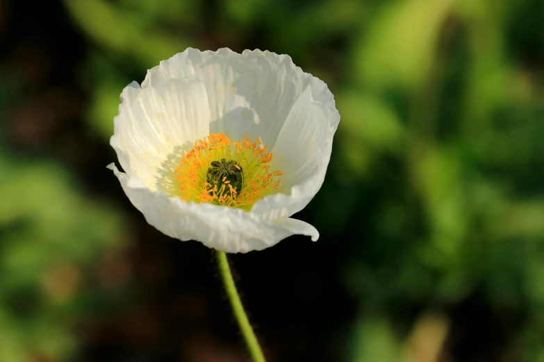 a single white flower with a yellow center, pexels contest winner, hurufiyya, poppies, fan favorite, highly polished, pepper