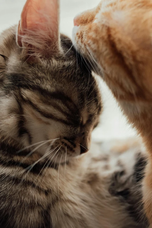 a couple of cats laying next to each other, trending on pexels, touching heads, super close up shot, brown, digital image