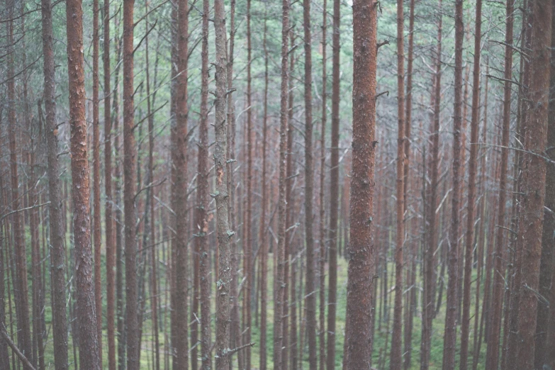 a red fire hydrant sitting in the middle of a forest, inspired by Elsa Bleda, unsplash contest winner, tonalism, pine wood, huge tree trunks, vertical wallpaper, large format