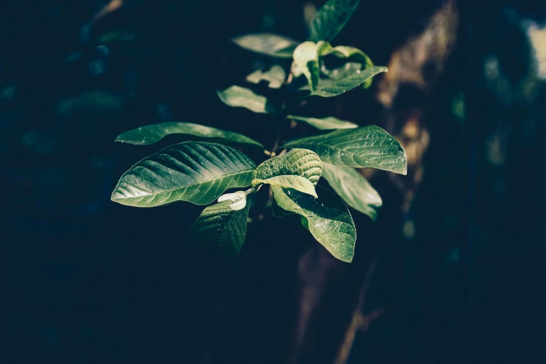 a close up of a plant with green leaves, unsplash, hurufiyya, instagram picture, lo fi, tawa trees, shot on sony a 7