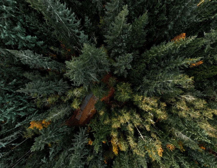 a view from the top of a pine tree, by Sebastian Vrancx, unsplash contest winner, land art, hyperreal highly detailed 8 k, ((trees)), birds eye overhead perspective, muted fall colors
