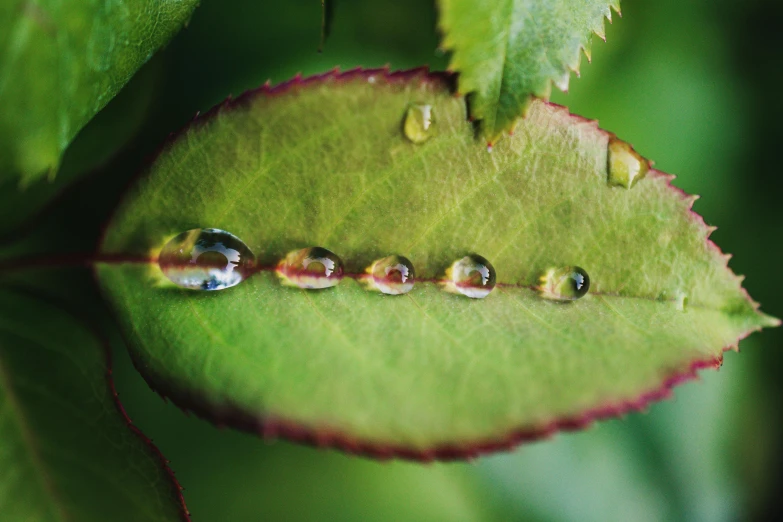 a close up of a leaf with water droplets on it, by Jan Rustem, unsplash, in a row, embedded with gemstones, eucalyptus, snap traps of dionaea muscipula